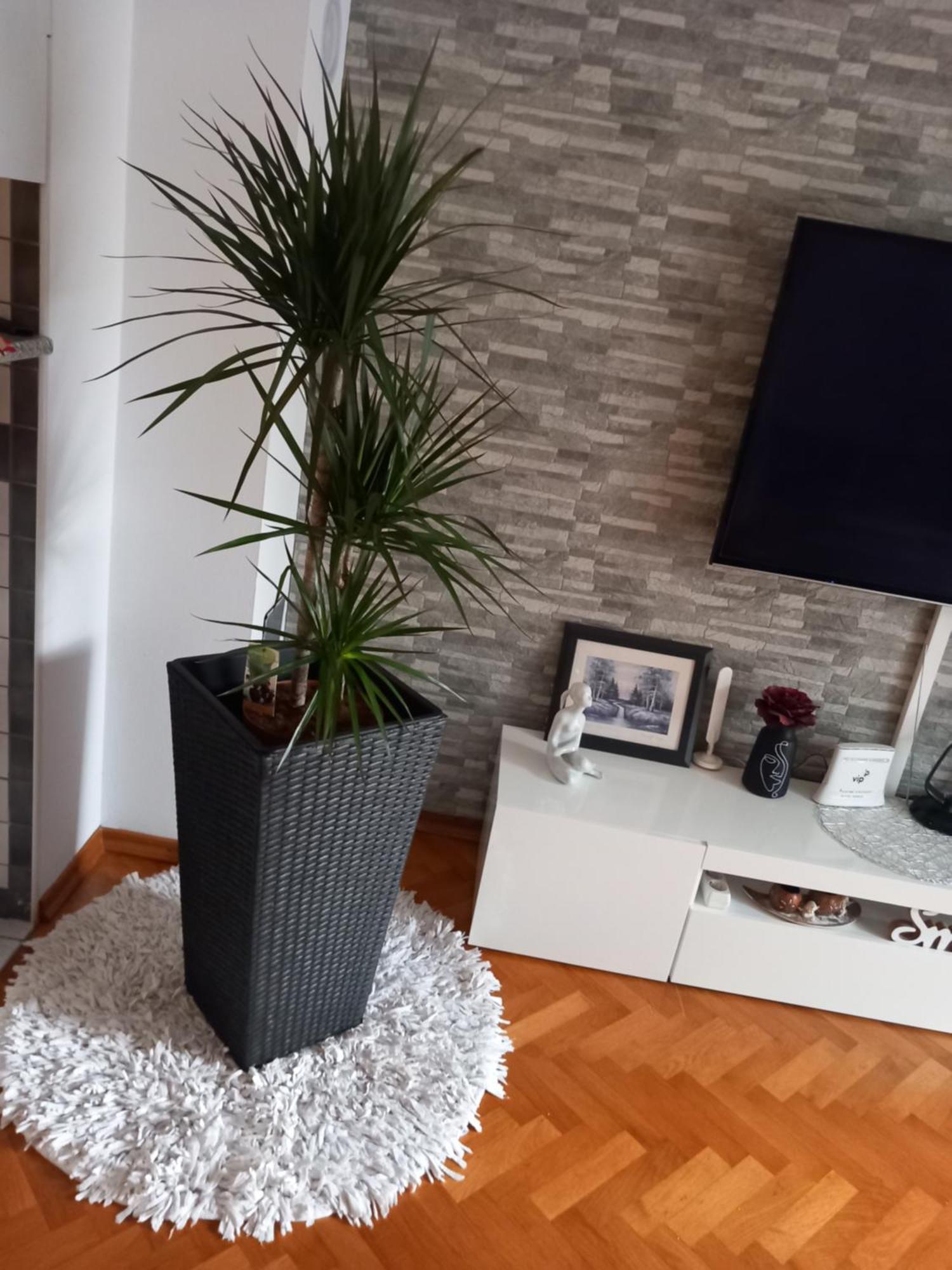Apartman Petra Palit Exteriör bild